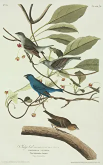 Indigo: Passerina cyanea, indigo bunting