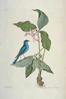 Indigo: Passerina cyanea, indigo bunting