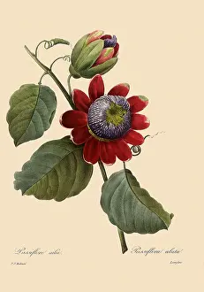 Passionflower: Passiflora alata