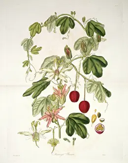 Weddell: Passiflora aurantia, passion flower