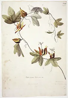 1754 1794: Passiflora aurantia, passionflower