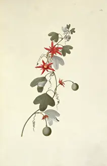 Polydore: Passiflora aurantia, red passion flower