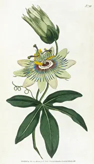 Caerulea: Passiflora Caerulea