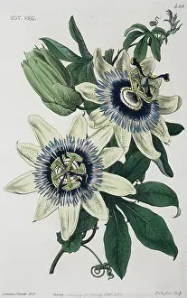 Sydenham: Passiflora caerulea, blue passion flower