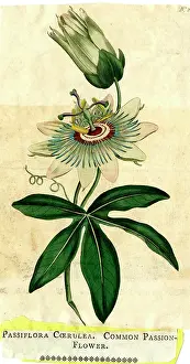 Petal: Passiflora Coerulea, Common Passion-Flower
