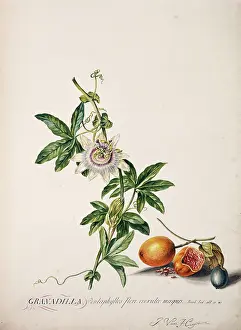 Jacobus: Passiflora edulis, passion fruit