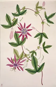 Passionflower: Passiflora kermesina, passionflower