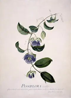Passionflower: Passiflora laurifolia, passion flower