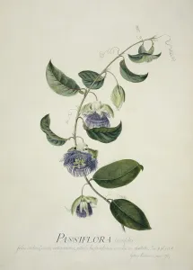 Sapindales: Passiflora laurifolia, water lemon