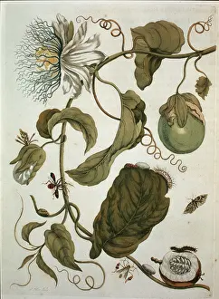 Malvidae: Passiflora laurifolia, water lemon
