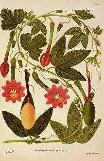 Escobar: Passiflora Mollisima