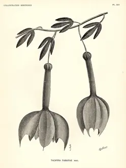 Lillustration: Passiflora parritae passionflower (critically endangered)