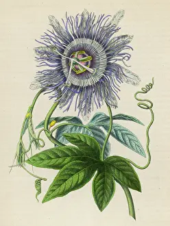 Tendril: Passiflora -- Passion Flower