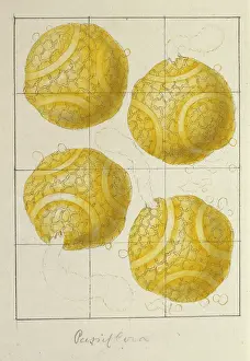 Pollen: Passiflora, passion fruit pollen