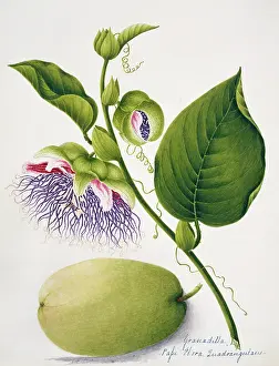 Juicy: Passiflora quadrangularis, granadilla