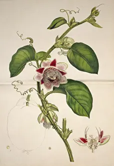 Sowerby: Passiflora quadrangularis, water lemon