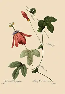 Passionflower: Passiflora racemosa