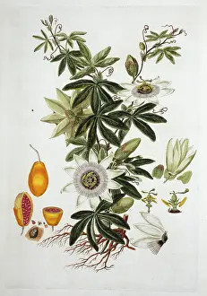 Passionflower: Passiflora sp. passion flower