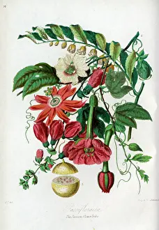 Passifloraceae: Passifloraceae - Passion-Flower