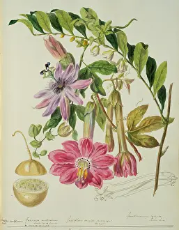 Twining: Passifloreae