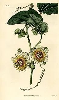 Weddell: Passion flower, Passiflora holosericea