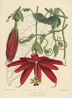 Passionflower: Passion flower, Passiflora insignis