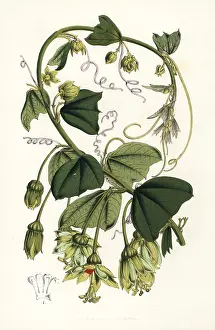 Serres: Passion flower, Passiflora penduliflora
