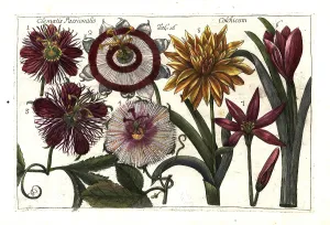 Edulis: Passion fruit or granadilla and meadow saffron
