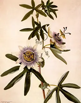 Passionflower: Passionflower