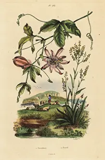 Dhistoire: Passionflower and dyer's woad