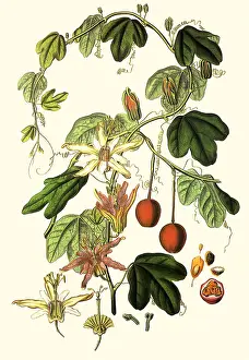 Weddell: Passionflower, Murucuja baueri