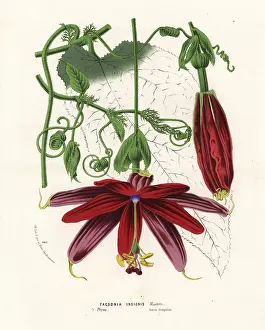 Passionflower: Passionflower, Passiflora insignis
