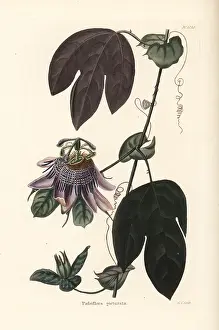 Passionflower: Passionflower, Passiflora picturata