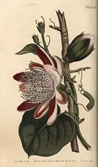 Passionflower: Passionflower, Passiflora species