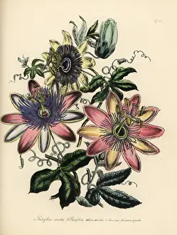 Humphreys: Passionflower species