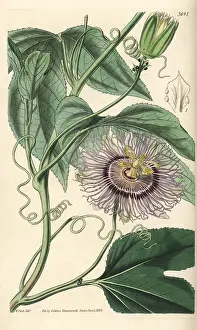 Incarnata: Passionfruit, Passiflora edulis