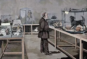 Monkeys: PASTEUR, Louis (1822-1895). Pasteur observes the effects of