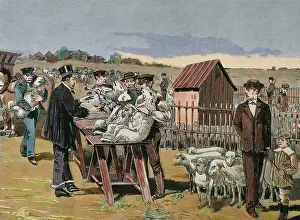 Microbiologist: PASTEUR, Louis (1822-1895). Vaccination of sheep against ant