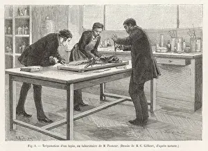 Trepanning: PASTEUR TREPANS RABBIT