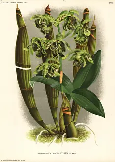 Pastors: Pastor's orchid, Dendrobium macrophyllum