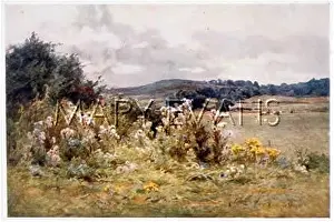 Hedgerow: PASTURE HEDGEROW