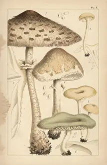 Mordecai: Pasture mushrooms, fragrant funnel, and aniseed toadstool