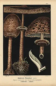 Agaricus: Pasture or parasol mushroom, Agaricus procerus, edible