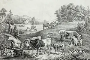 C1867: The pasture in summer: the drinking trough