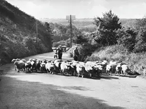 Anew: TO PASTURES ANEW/SHEEP