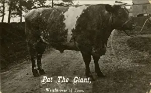 Tons: Pat the Giant Prize Winning Bull (over one and a half tons)
