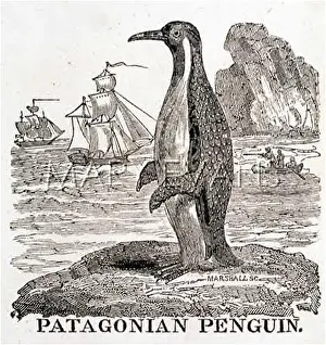Patagonian: PATAGONIAN PENGUIN