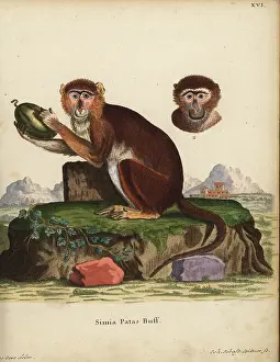 Seve: Patas monkey, Erythrocebus patas