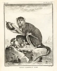Bandeau: Patas monkey, Erythrocebus patas