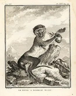 Bandeau: Patas monkey, Erythrocebus patas